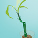 thumbnail of image